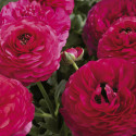 Ranunculus Magic