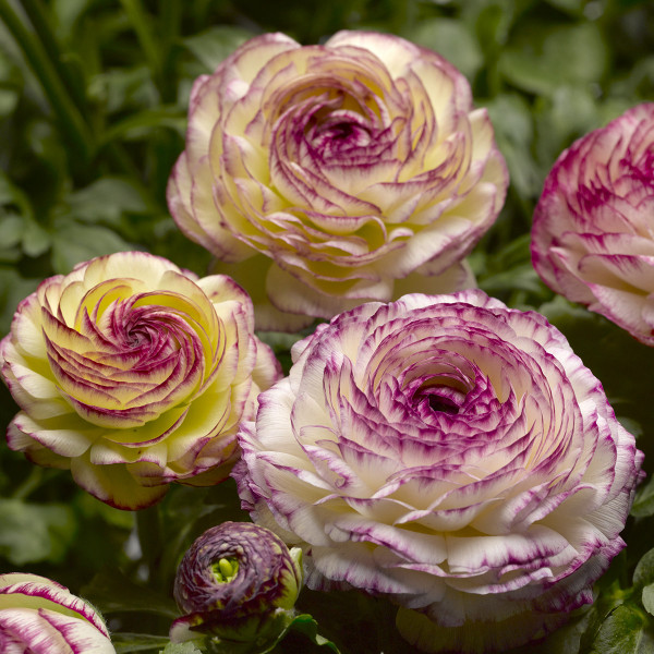 Ranunculus Mache