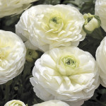Ranunculus Magic...