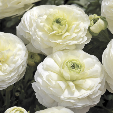 Ranunculus Magic...