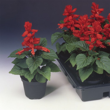 Salvia Flamex...