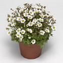 Saxifraga Highlander