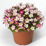 Saxifraga Highlander...