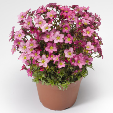 Saxifraga Lofty...