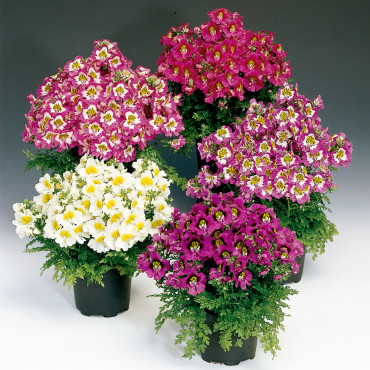 Schizanthus Atlantis...