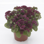 Sedum telephium Surr...