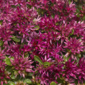 Sedum spurium Solarity