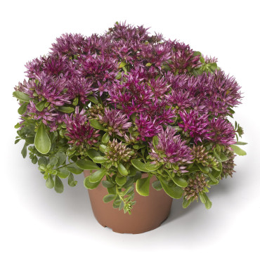 Sedum spurium Solari...