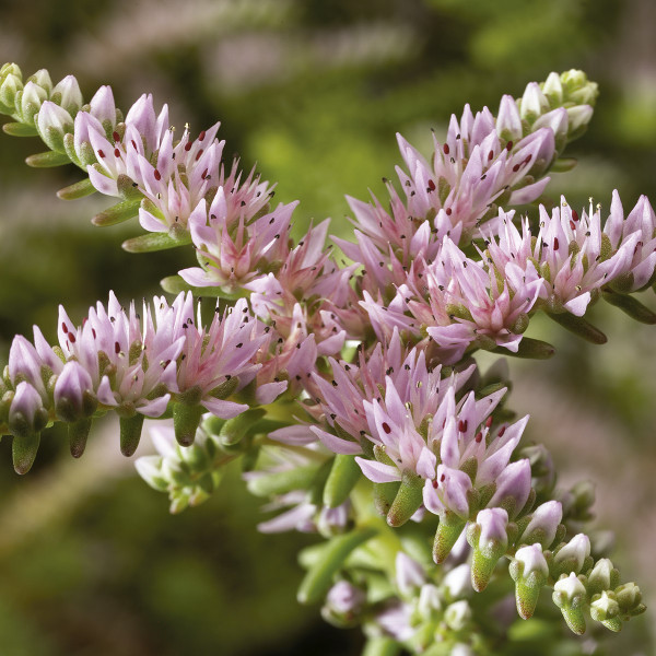 Sedum pulchellum Seastar