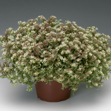 Sedum nevii Silver F...