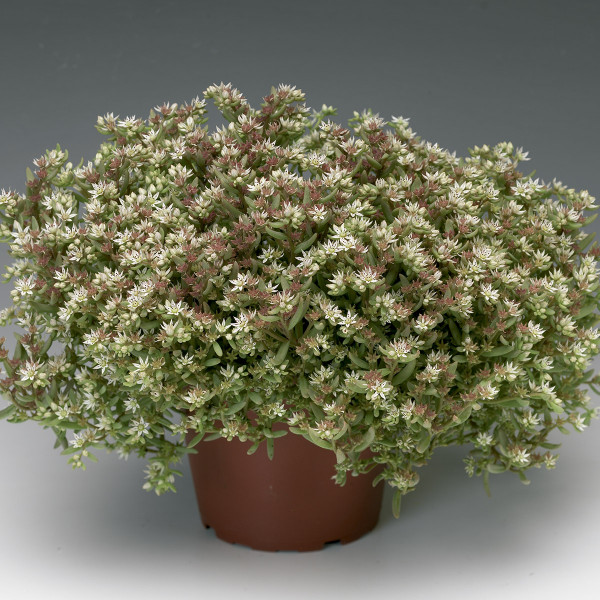 Sedum nevii Silver Frost