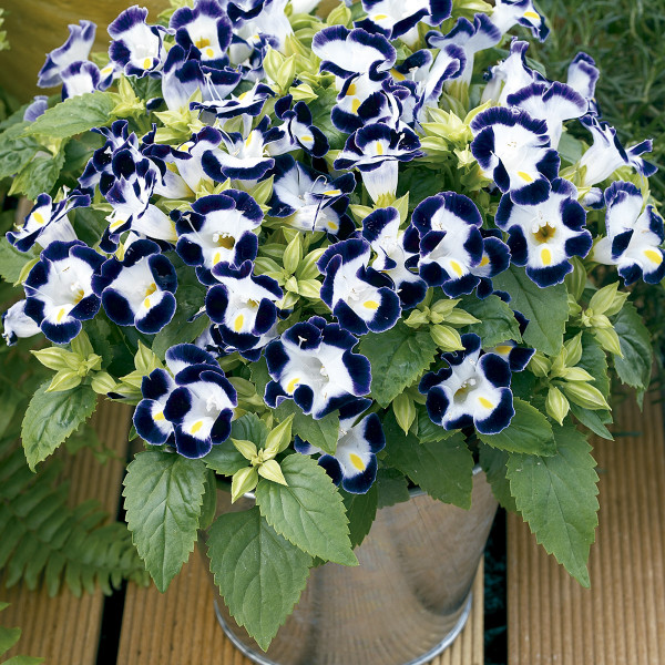 Torenia Duchess