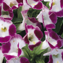 Torenia Duchess