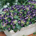 Torenia Duchess