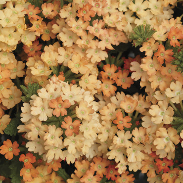 Verbena Obsession...