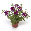 Verbena Obsession Cascade