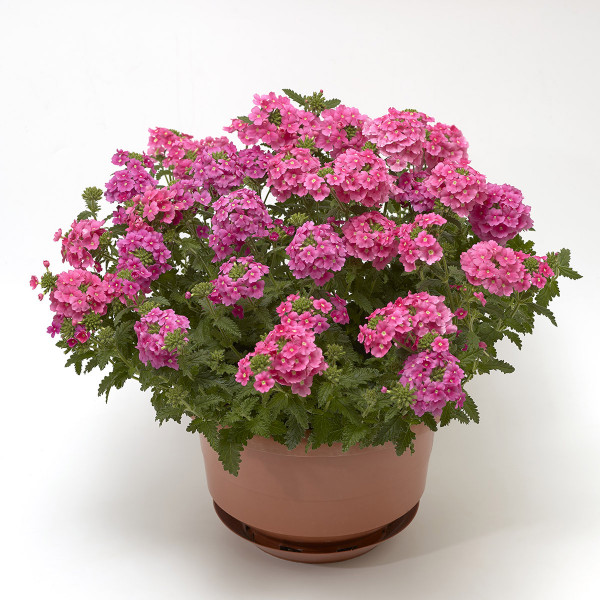 Verbena Obsession Cascade