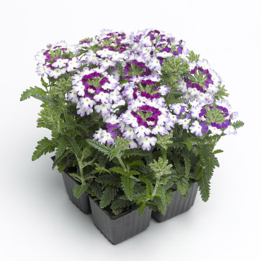 Verbena Obsession Tw...