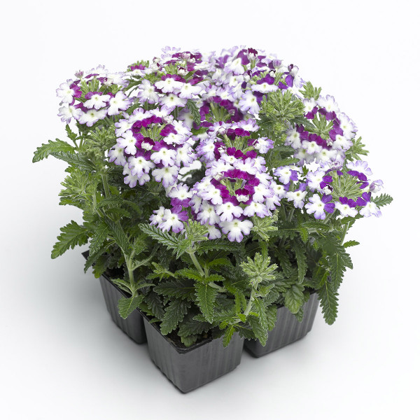 Verbena Obsession Twister