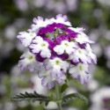 Verbena Obsession Twister