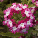 Verbena Obsession Twister