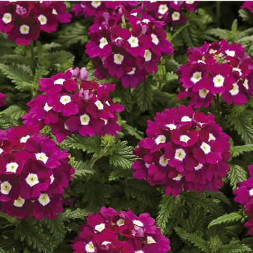Verbena Tuscany...