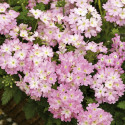 Verbena Tuscany