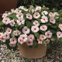 Vinca Colg. Cora Cascade