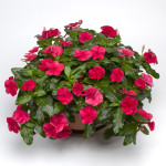 Vinca Colg. Cora Cas...