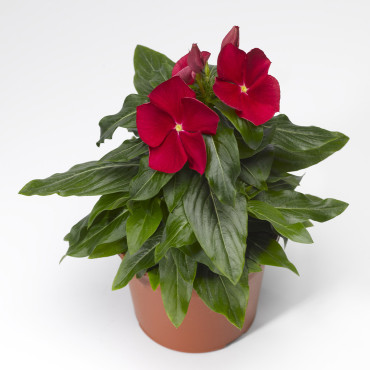 Vinca Cora Classic...