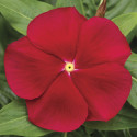 Vinca Cora Classic