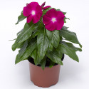 Vinca Cora Xdr