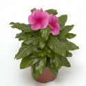 Vinca Cora Xdr