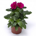 Vinca Cora Xdr