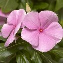 Vinca Cora Xdr