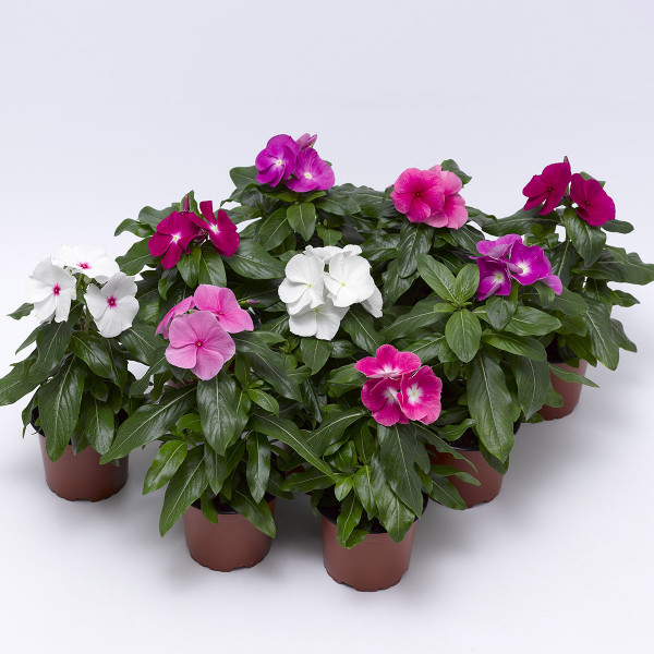 Vinca Cora Xdr