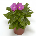 Vinca Cora Xdr