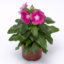 Vinca Cora Xdr