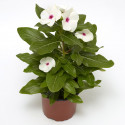 Vinca Cora Xdr