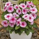 Vinca Sunstorm