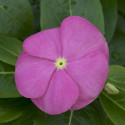 Vinca Sunstorm