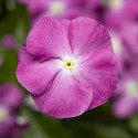 Vinca Sunstorm