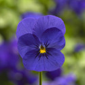 Viola Penny