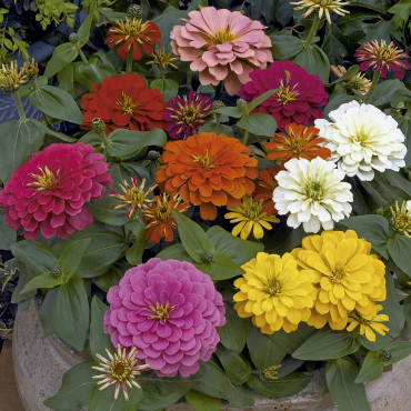 Zinnia Magellan...