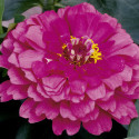 Zinnia Short Stuff