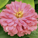 Zinnia Short Stuff