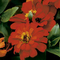 Zinnia Short Stuff