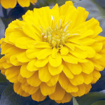 Zinnia Short Stuff...