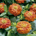 Zinnia Short Stuff