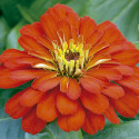 Zinnia Short Stuff